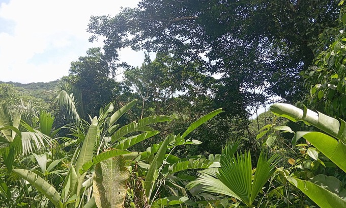 Dibulla Cabina | Cabaña Nuisuni