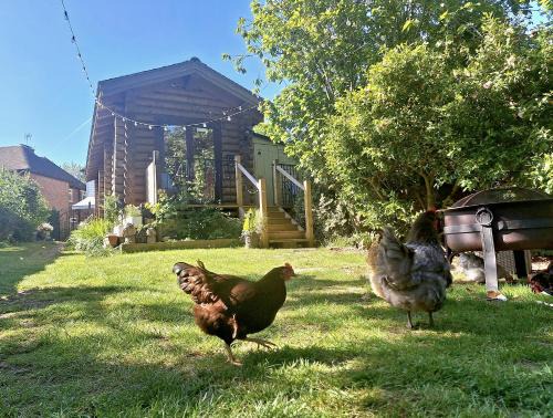 Charing Casa | CABIN in hosts huge garden CHILD FRIENDLY with Hens Cats firepit Marshmallows Pool