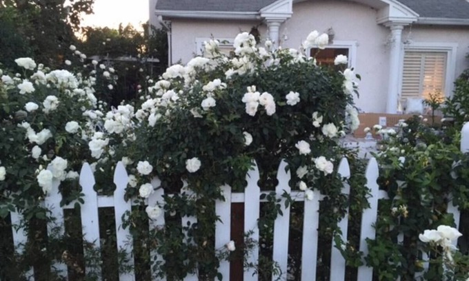 Venice Casa | California Dreaming! Elegant White Cottage, Venice Beach Happy holidays here!!