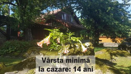 Cristian Casa | Casa Bunicului