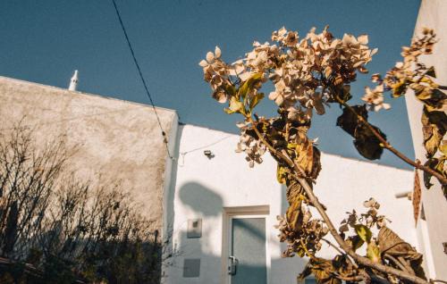 Figueira Casa | Casa da Figueira - Guest House