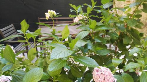Le Cure Apartamento | Casa Deva