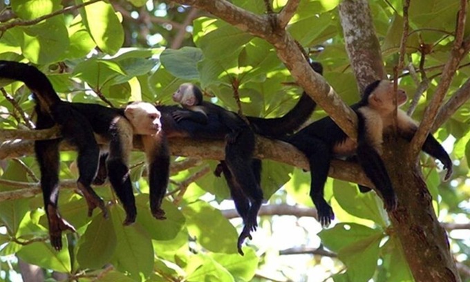 Limon Casa | Casa Tres Monos- jardín impresionante playa / observación de la fauna