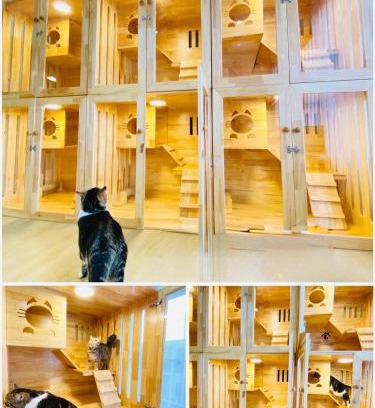 Hat Yai Otro | Cat Hotel Hatyai by Krissana Mansion cat only