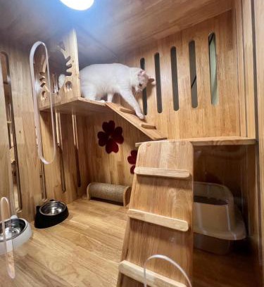 Hat Yai Apartamento | cat hotel hatyai cat only