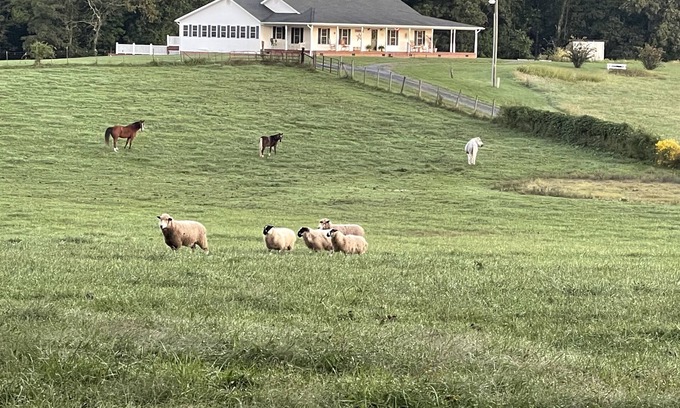 Mount Jackson Otro | Charming FarmHouse with animal meet&greet