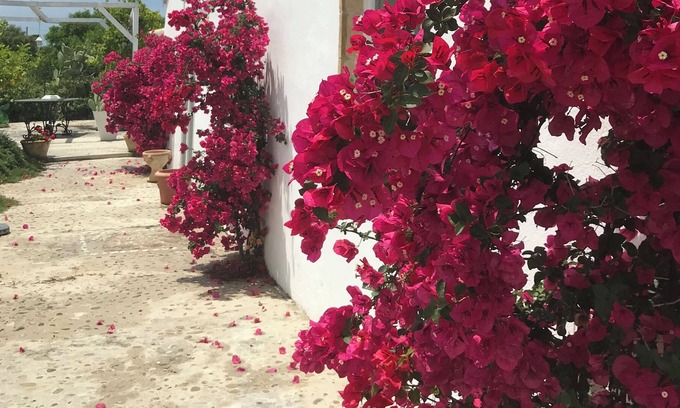 Pisticci Casa | Authentic little olive farmhouse 12min drive from the Mediterranean