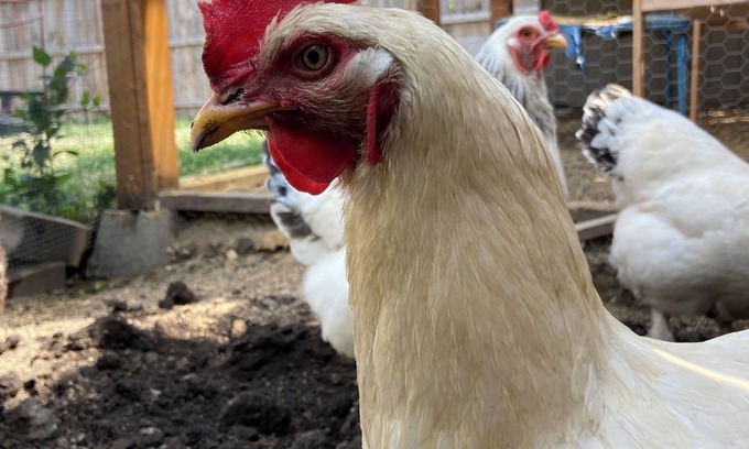 Albany Park Apartamento | Chicago's #1 Kid Friendly Vacation Rental with Backyard Chickens!