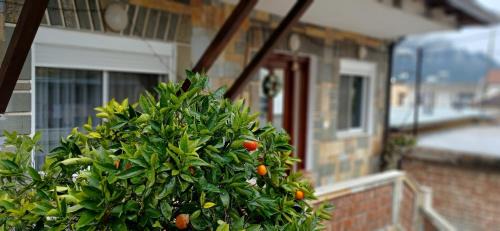 Berat Casa | CitrusNest