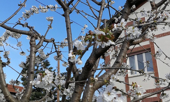 Albiolo Apartamento | Close to Como and Switzerland, quiet apartment in villa with private garden