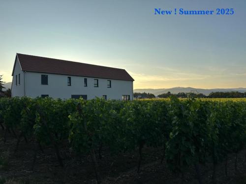 Ingersheim Casa | COLMARandCo au coeur des vignes