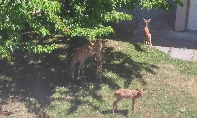 Revelstoke Cama Y Desayuno | Cornerstone Bed and Breakfast