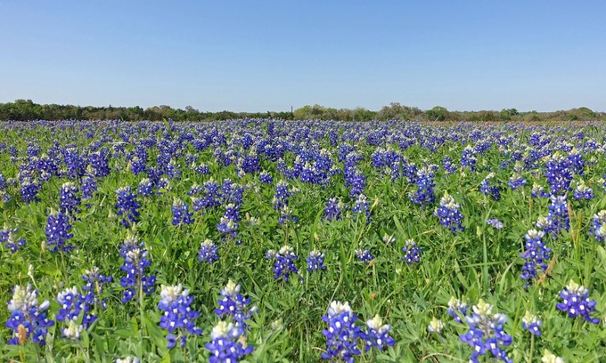 Round Top Apartamento | Country Comfort Apartment 8 miles from Round Top