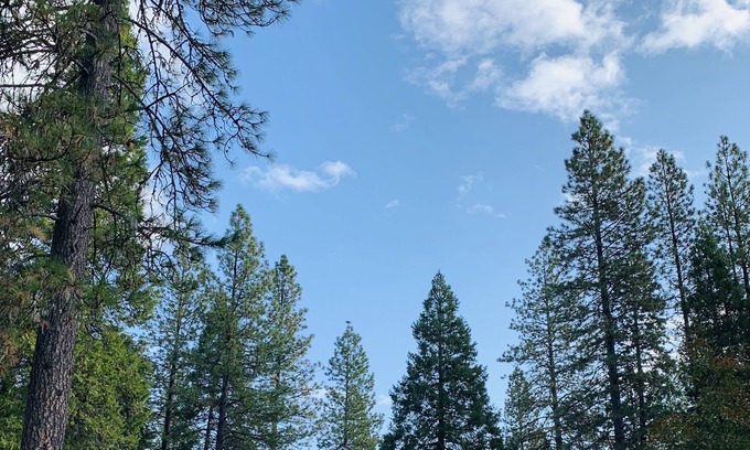 Shasta County Casa | Cove Woods: una granja remota / viñedo / escapada forestal y lugar
