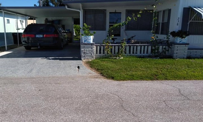 Palmetto Casa | Cozy 1-bedroom mobile home on rim canal with dock, Palmetto Fla.