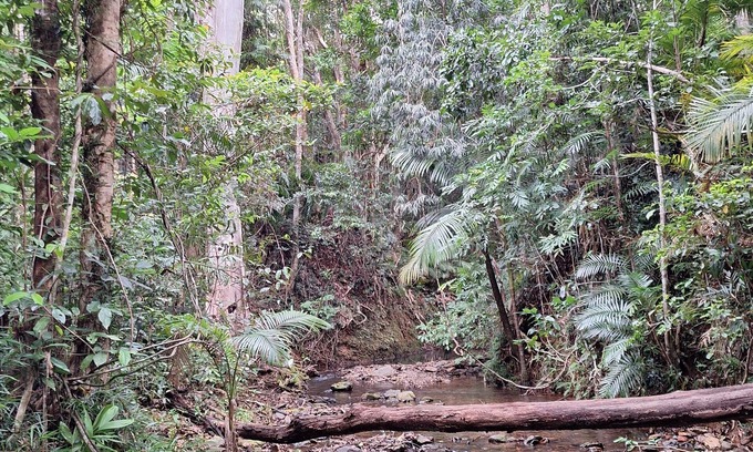 Cow Bay Casa | creek, close to beach, cassowaries, acreage, rainforest, swimming holes