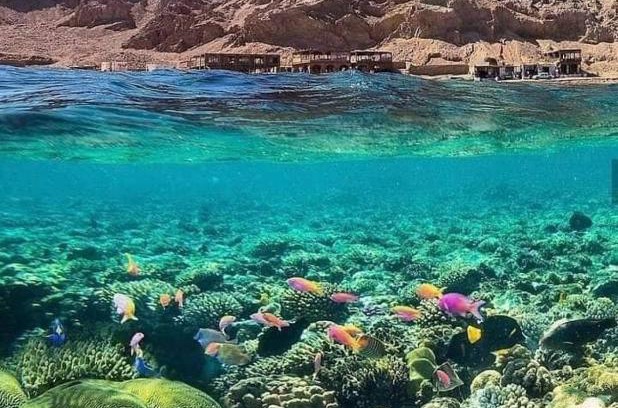 Dahab Casa | Cuckoo's nest