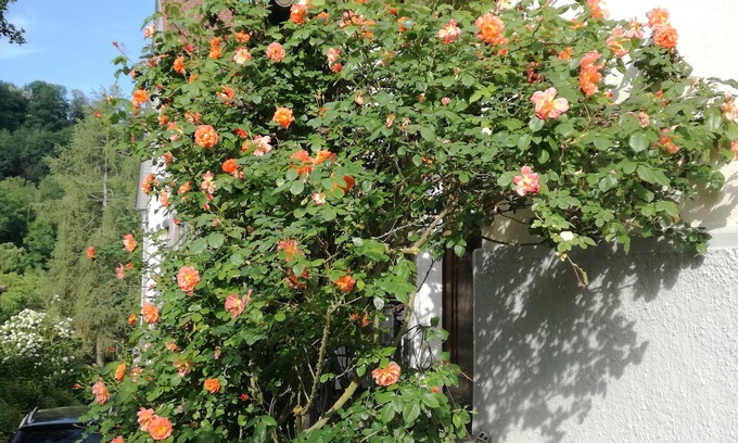 Schwaebisch Hall Apartamento | Apartamento con jardín en villa de estilo Art Nouveau