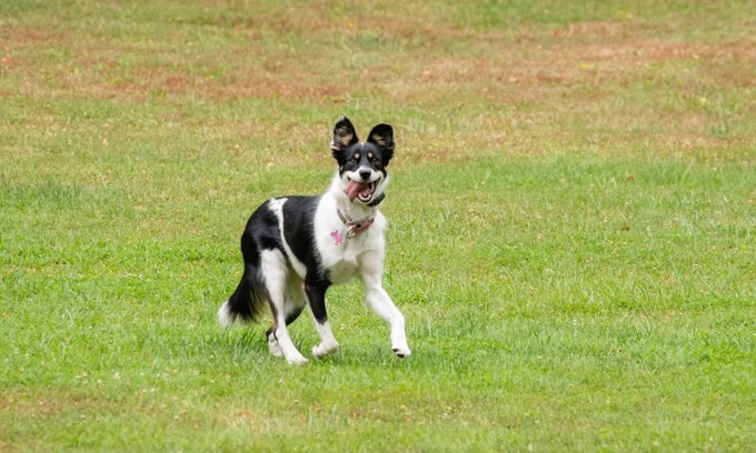 Bensalem Cabaña | Dog friendly hideaway in Bucks County near River