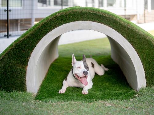 Tsubaki Onsen Apartamento | Dog Hotel Shirahama ドッグホテル シラハマ