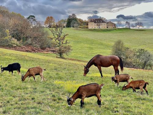 Saint-Cyprien Casa | Domaine de Cazal - Gîte 2 pers avec piscine au cœur de 26 hectares de nature préservée