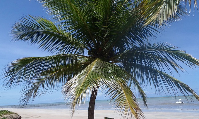Maceio Villa | Dream house on tropical beach: nature, sun, peace