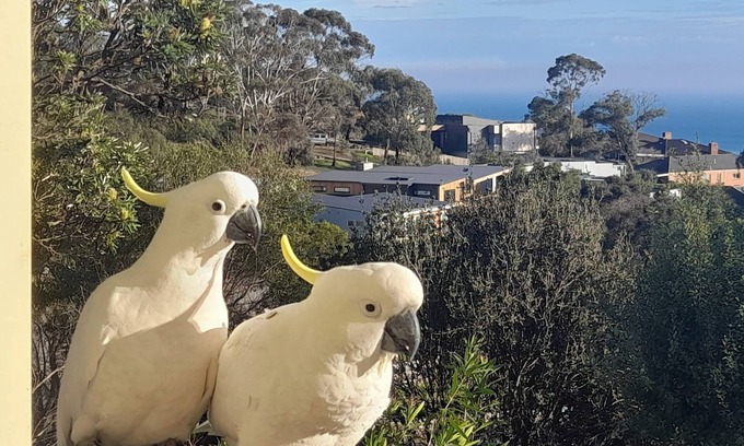Dromana Casa | Dromana stay for couples. (Max 2 people, Max 2-3 night stay)