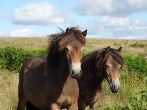 Withypool Cama Y Desayuno | Exmoor BnB in Withypool on Two Moors Way