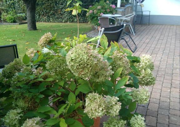 Billigheim-Ingenheim Apartamento | Ferienwohnung Kirschblüte