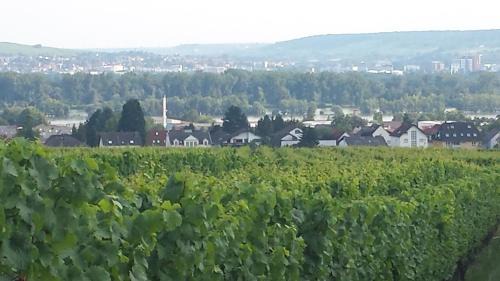 Oestrich-Winkel Apartamento | Ferienwohnung Weingut Leis