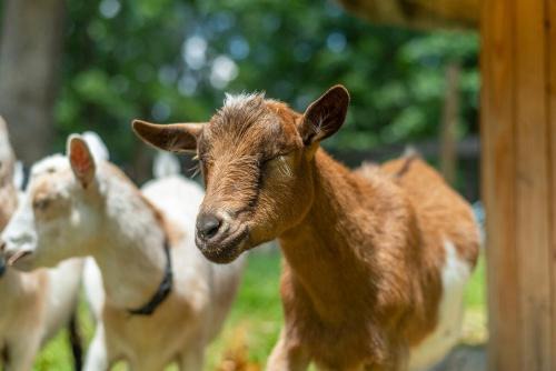 Weaverville Casa | Funtastic Retreat! PS5, View, Goats, Hot Tub, Karaoke