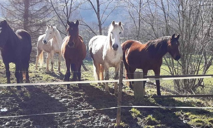 Monein Apartamento | Gîte 4 Étoiles Dans une Ferme Béarnaise 2/4 Pers. en Plein Coeur du Jurançon