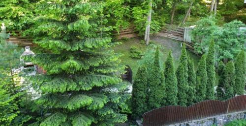 Sinaia Apartamento | George Apartament Central cu gradina proprie