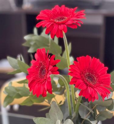 Haedo Apartamento | Gerbera Colorada HAEDO