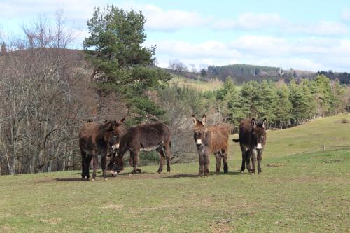 Vernet-la-Varenne Casa | gite à la ferme