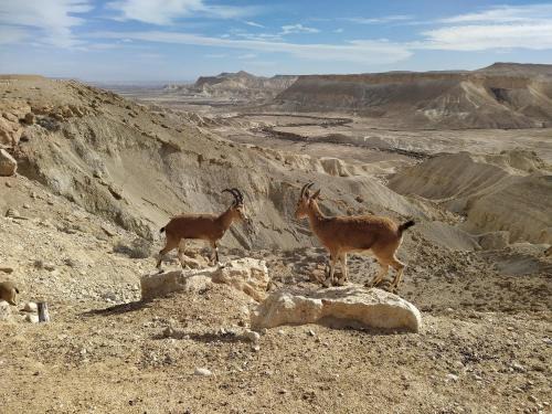 Mitzpe Ramon Apartamento | Glezant
