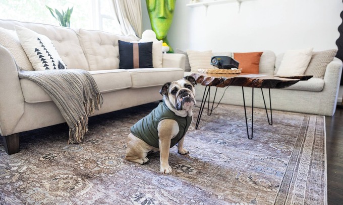 Evanston Apartamento | Haus Of Hues: MDRN Bright Peaceful Private Apt