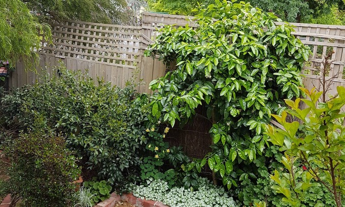 Healesville Casa | Healesville House - Fig Tree House