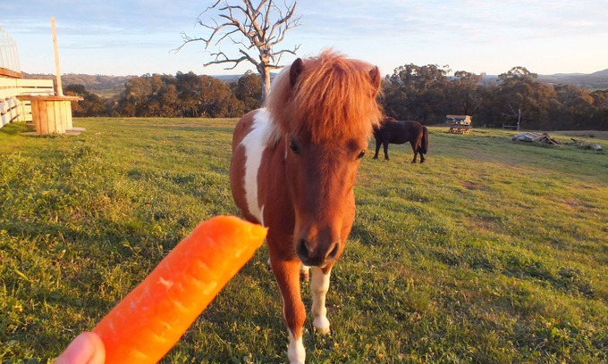Tallarook Otro | Heart of the Farm Country Cottage