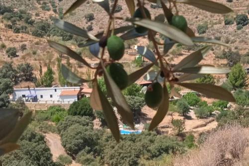 Alcudia de Monteagud Casa | Hideaway @ The Orchard