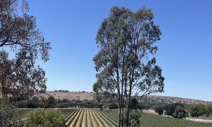 Santa Ynez Casa | Hilltop Vineyard and Agave Field Views