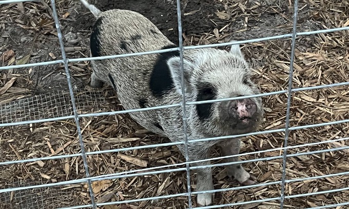 Fruit Cove Cabaña | Hobby Farm Cottage in the woods with exotic pets and farm animals. Pet Friendly!