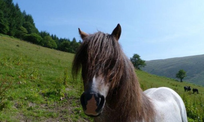 Llanwrtyd Wells Casa | Holiday Home Llety y Coed