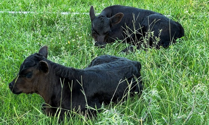 Dade City Otro | Horsing Around In the country