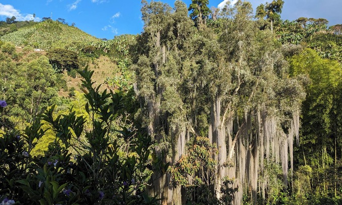Jardin Otro | Immerse yourself in Colombian paradise at our mountaintop coffee farm in Jardín