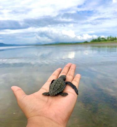 Isla Canas Casa | Isla Cañas, Los Santos - Tours de avistamiento de tortugas y tours guiados en lancha