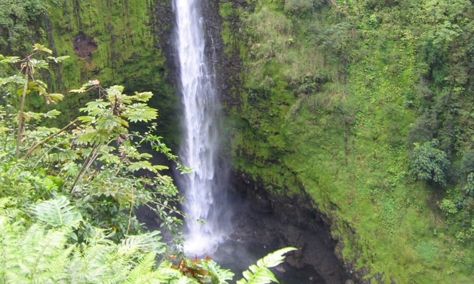 Fern Forest Casa | Ixchel Hawaii