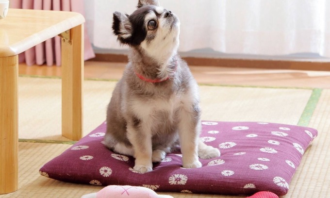 Aoba Ward Hotel | Japanesestyle room for 23 people 3 people P / Sendai Miyagi