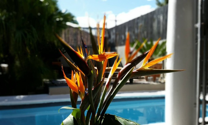 Cape Town City Centre Casa | Jardin D'ébène Boutique Guesthouse