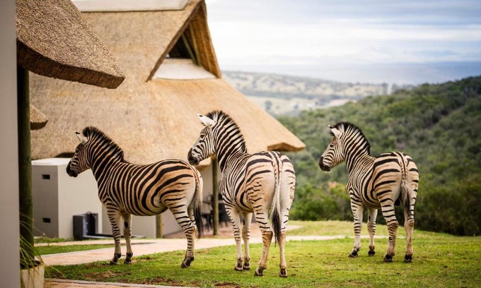 Thornhill Cama Y Desayuno | Jbay Zebra Lodge
